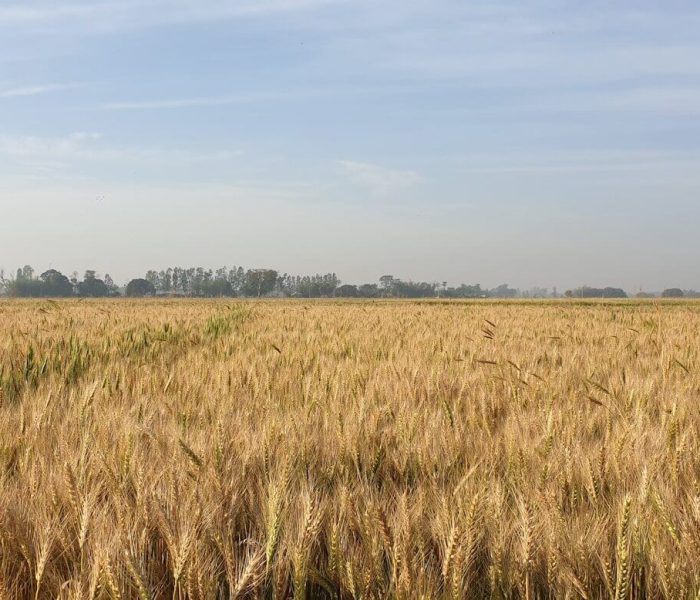 põllumaa 21